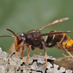 Vespa velutina | Namur belgium